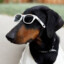 epic_dog_with_sunglasses12