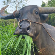 咖喱腋毛爆炒牛蛋