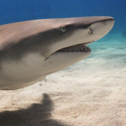 Lemon Shark
