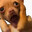 CoolDog