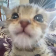 𝓴𝓸𝓼𝓽𝓲𝓴𝓼𝓱