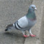 pigeon