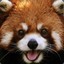 Red Panda