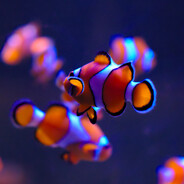 Poisson*Clown