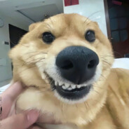 不吃香菜复读版