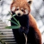 Siren Red Panda Guardian