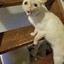 PUSSHY CAT