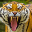 DPM angry tiger