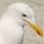 Seagull