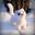 All the kills Ermine