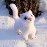 All the kills Ermine