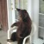 Chair Bear