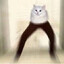 Koletkat