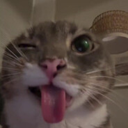 kitty