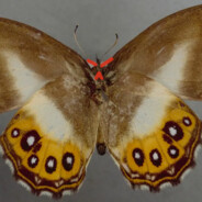 Zerschmetterling