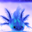 Axolotl bluE