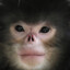 Korean Monkey