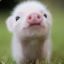 PorkChop