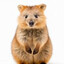 Quokkapot