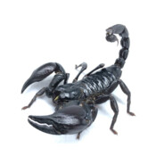 scorpion
