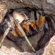 SpiDeR|^_^|-ADD DANOMAB-|