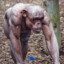 Shaved chimp