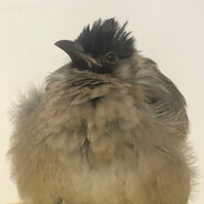 梦想成为动物园小圆长