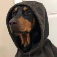 对你是满山遍野的喜欢