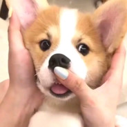 王某人喜欢白嫖