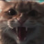 kotspice