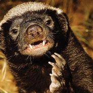 xXHoney Badger NatorXx