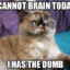 Brainless Cat :3