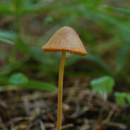 Гриб Псилоцибин