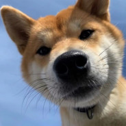 CSGO周年庆#溯源