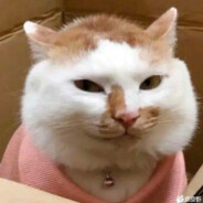 你马死了盗我号