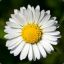 dieBlume