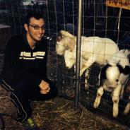 goat feeder