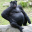 Pugorilla