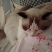 下雪天冷的要命