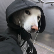 clau - steam id 76561199402401374