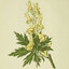 Lycoctonum
