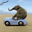 EDSElephant