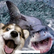 我是电竞乔碧罗