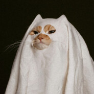 𝚂𝚙𝚊𝚛𝚛𝚘𝚆