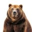 bear1796