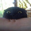 catlover369