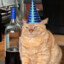 Drunk Cat