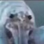 萬能阿鳗