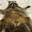 Obese Raccoon