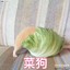 菜狗别说话